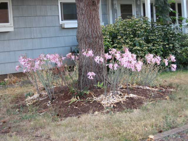 Naked Ladies flowers